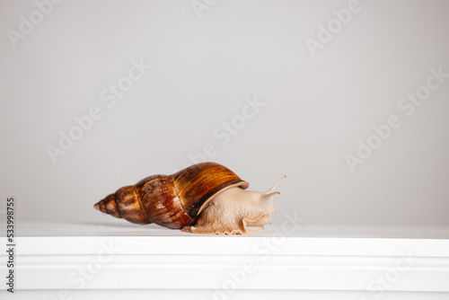 Afrikanische Riesenschnecke photo