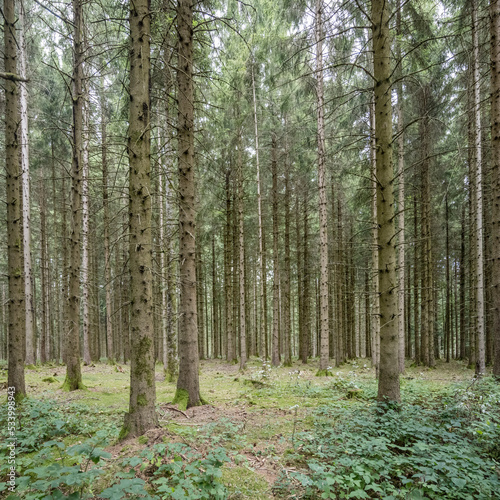 Fototapeta Naklejka Na Ścianę i Meble -  tall fir trees in Black Forest near Wolfach, Germany