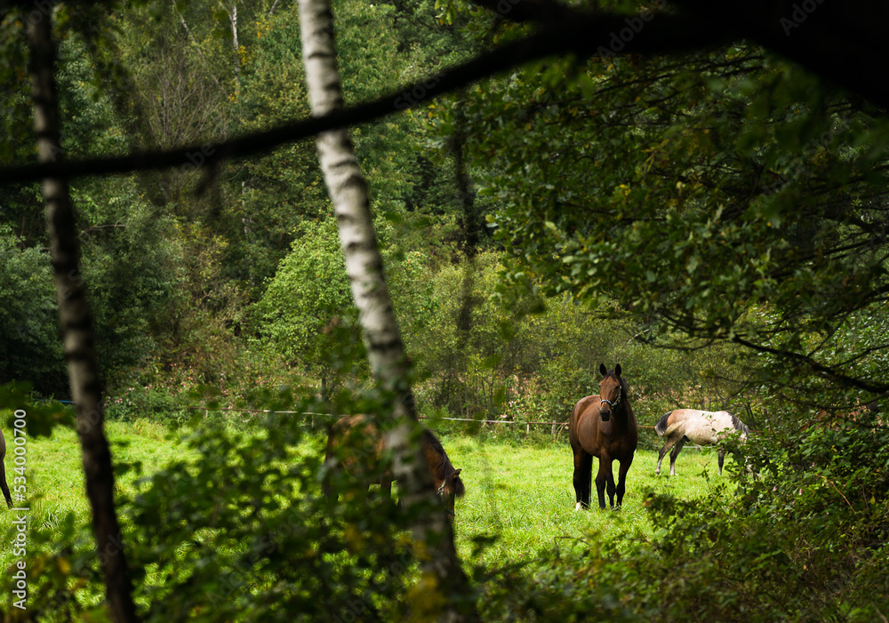 A horse in a meadow near the forest A horse in a meadow near the forest