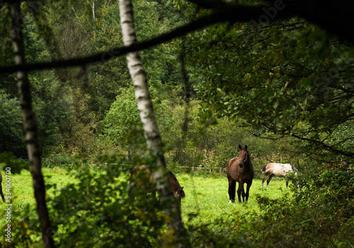 A horse in a meadow near the forest © Mariusz