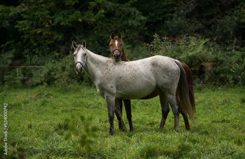 Horses in the meadow near the forest