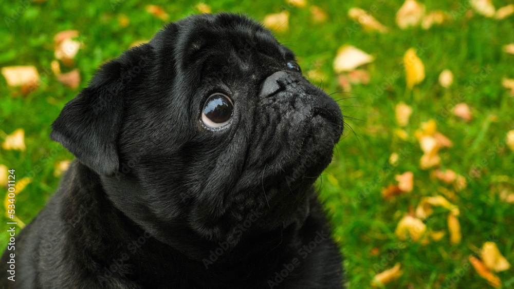 Portrait of a black pug in an autumn park with yellow leaves on the grass Portrait of a black pug in an autumn park with yellow leaves on the grass