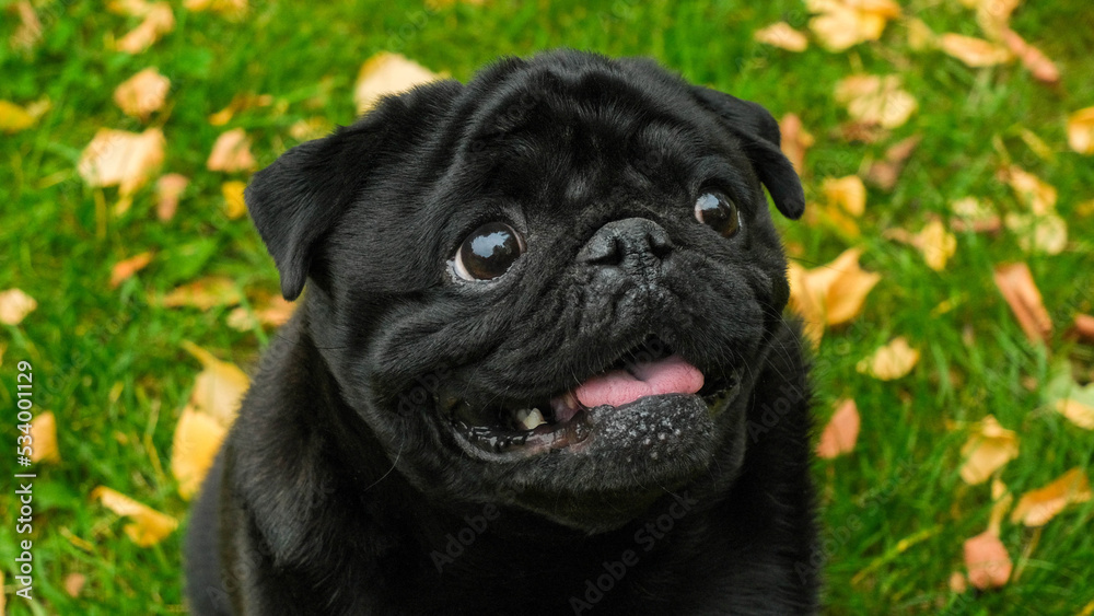 Portrait of a black pug in an autumn park with yellow leaves on the grass