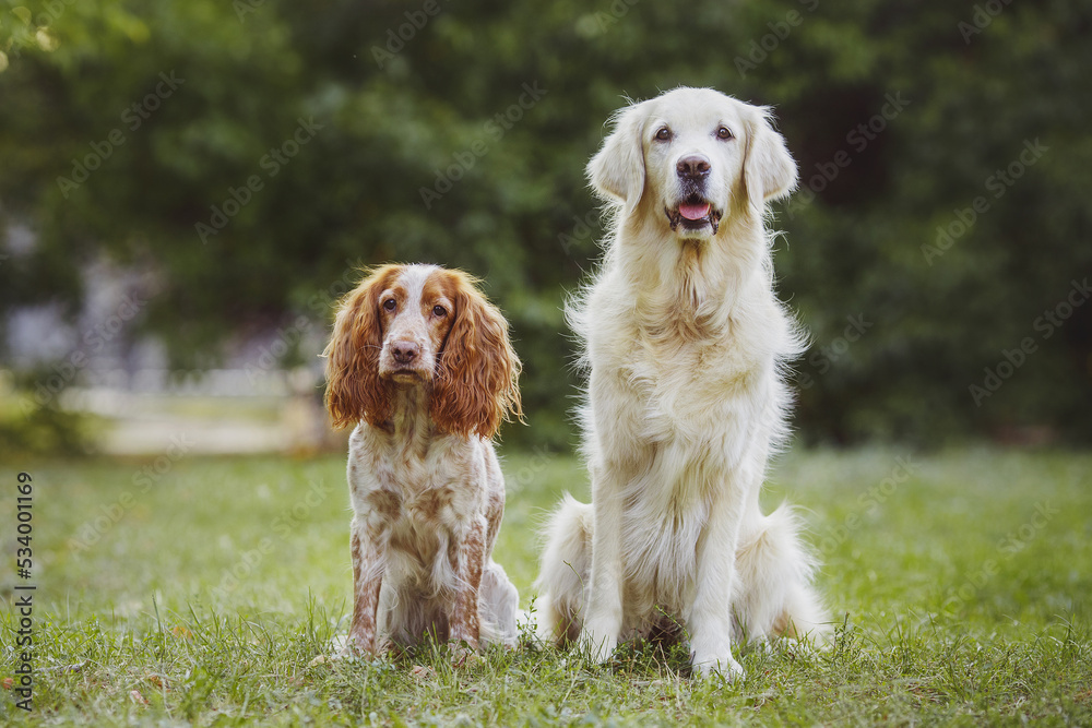 dog pet Golden Retriever and american cocker spaniel the park dog pet Golden Retriever and american cocker spaniel the park