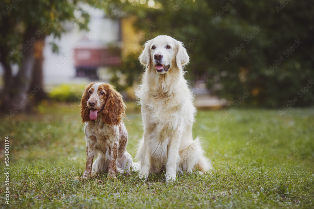 dog pet Golden Retriever and american cocker spaniel the park dog pet Golden Retriever and american cocker spaniel the park