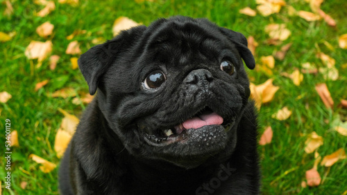 Portrait of a black pug in an autumn park with yellow leaves on the grass © tiena