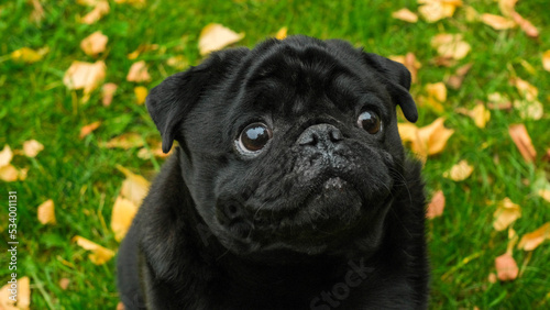 Portrait of a black pug in profile. Dog sits on the grass with autumn leaves in the park © tiena