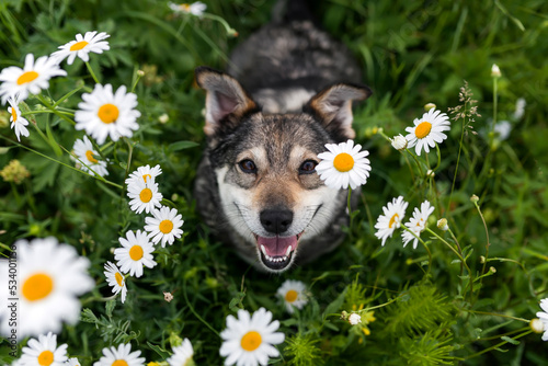 Photography cute dog sitting on the green grass among the white flowers of daisies and smili