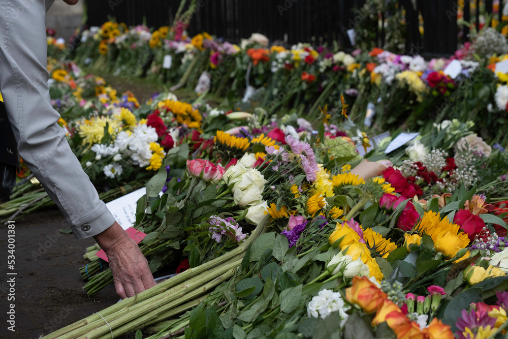 Fototapeta premium A woman's hand lays flowers at the gates of Windsor Castle in tribute to Queen Elizabeth II after her death on September 8, 2022. Focus on the hand and arm