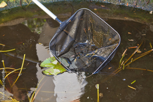 cleaning the pond with a hand net