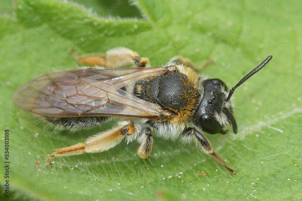 Closeup on a female red-tailed mining bee, Andrena haemorrhoa sitting on a green leaf Closeup on a female red-tailed mining bee, Andrena haemorrhoa sitting on a green leaf