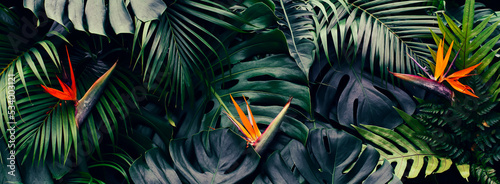 Tropical flower, Closeup of Bird of Paradise or strelitzia reginae blooming on green leaves background © pernsanitfoto