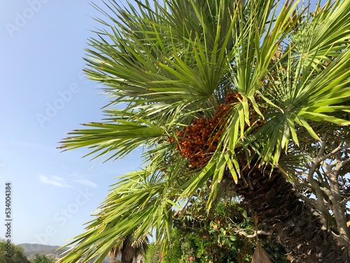 Palm Tree with dates