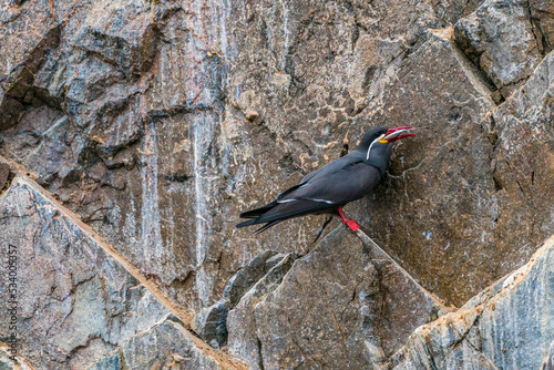 Fotografie An Inca tern devouring a fish on a cliff