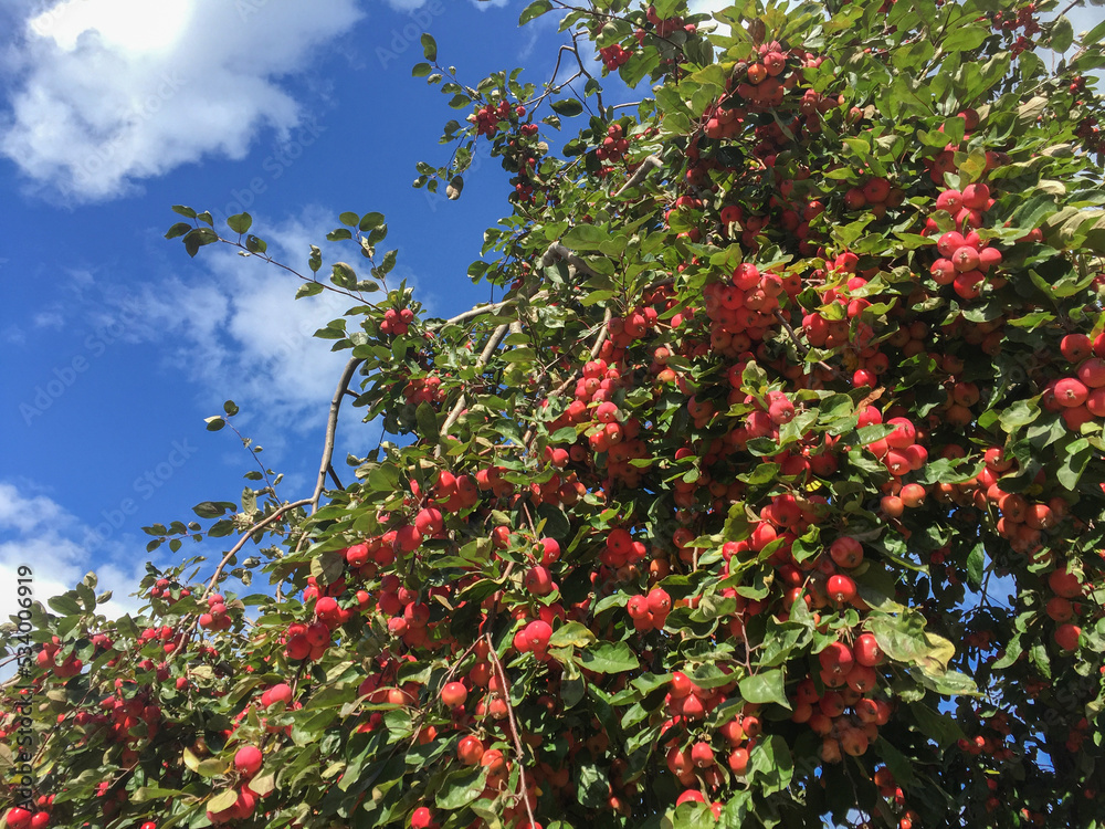 Closeup on red apples in the garden against the blue sky