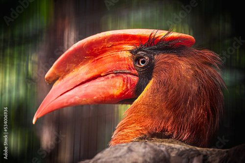 close up of a red billed hornbill
