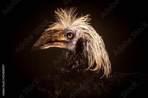 close up of a head of an birds head