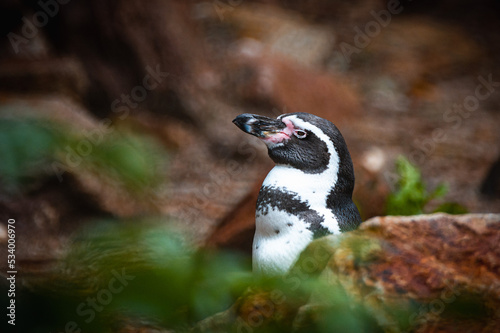 penguin on a rock