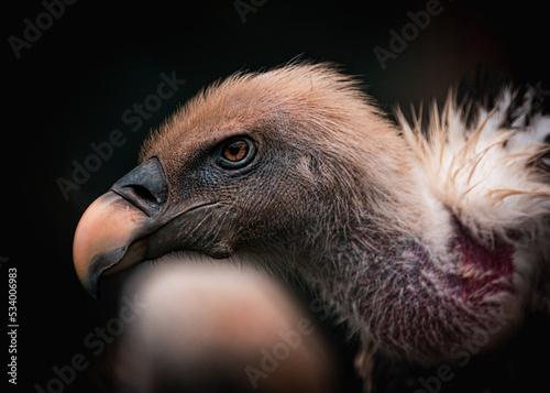 close up of a vulture