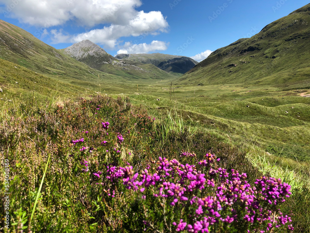 Scotland Highlands Flowers