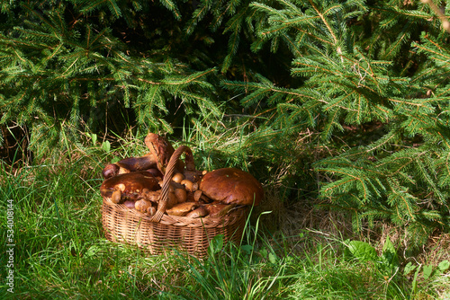 Wicker basket full of freshly picked mushrooms standing in the forest © Petr Bonek