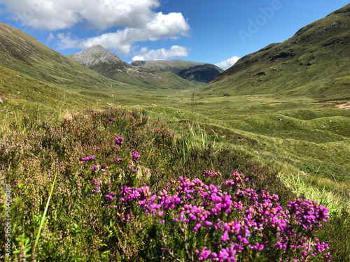 Scotland Highlands Flowers