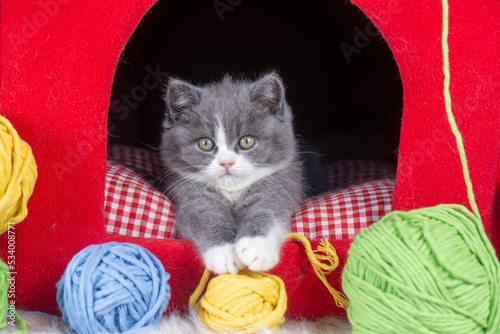 British bicolor kitten, gre...
