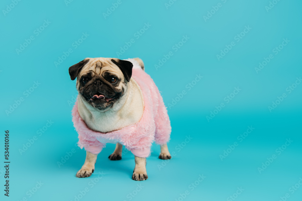 purebred pug dog in pink and fluffy pet clothes standing on blue.