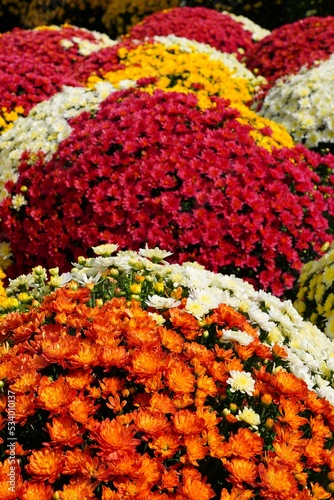 Colorful chrysanthemum flowers in autumn
