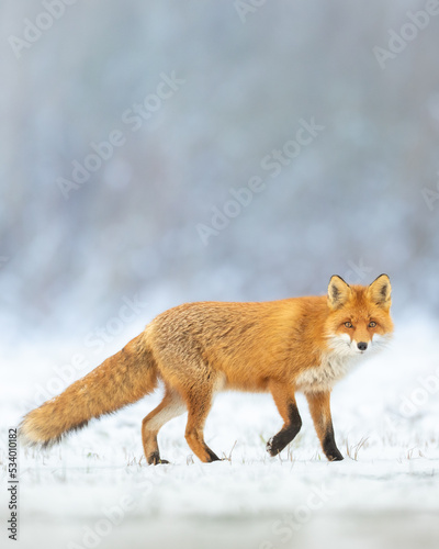 Fox Vulpes vulpes in winter scenery, Poland Europe, animal walking among winter meadow in amazing warm light