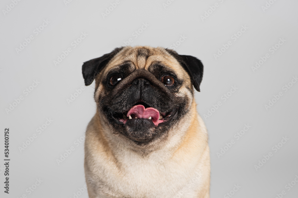 purebred pug dog looking at camera and sticking out tongue isolated on grey. purebred pug dog looking at camera and sticking out tongue isolated on grey.