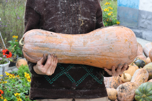A woman farmer holds a huge Butternut Squash in her hands. Agriculture in Ukraine.