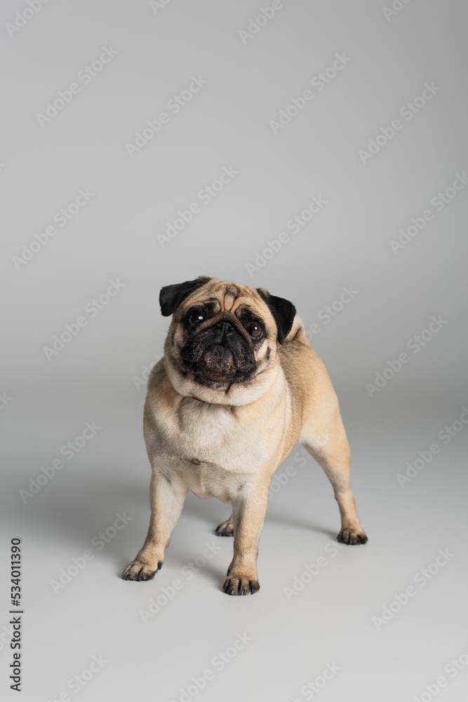 purebred pug dog in red collar looking at camera on grey background.