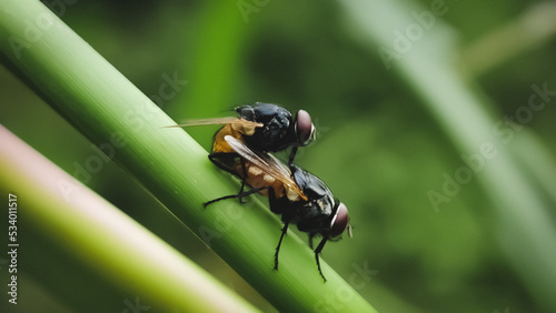 Sarcophaga carnaria photo