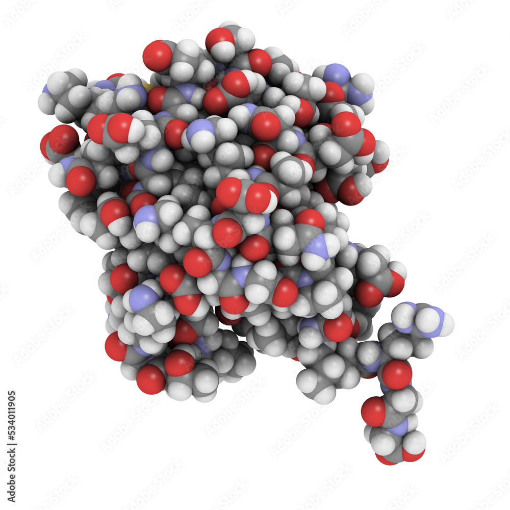 Ubiquitin protein molecule, chemical structure. Ubiquitin is a
