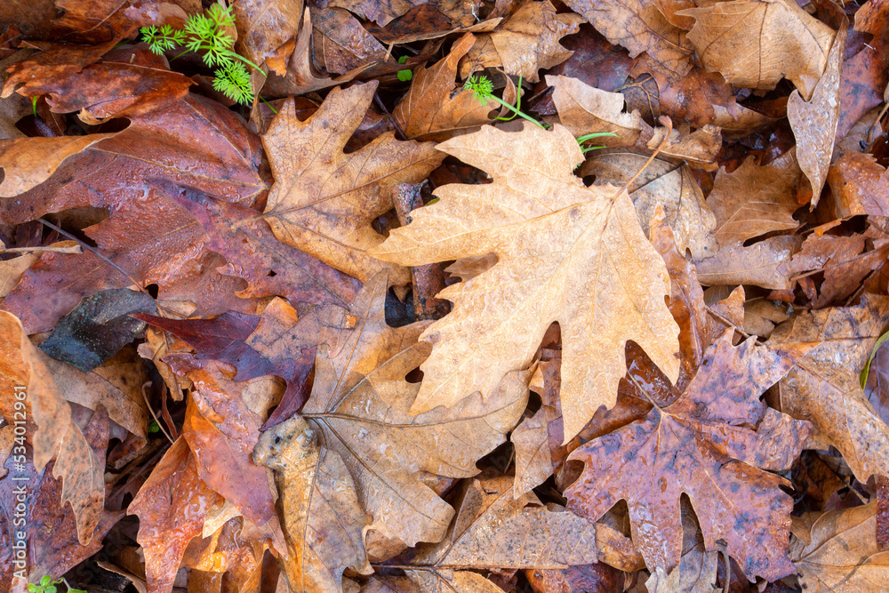 Autumn leaves in the forest.