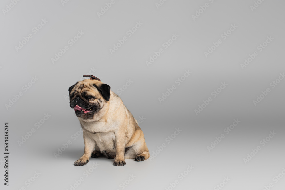 cute pug dog with wrinkles sitting on grey background.