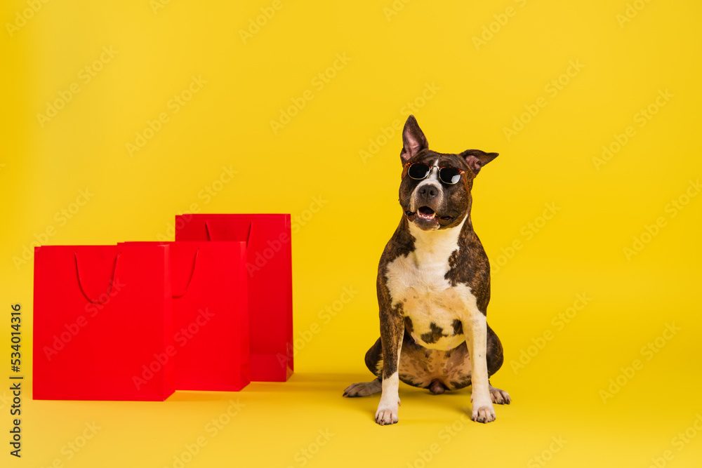purebred staffordshire bull terrier in stylish sunglasses sitting near red shopping bags on yellow.