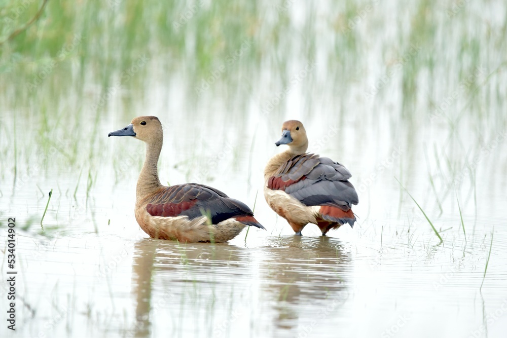 ducks on the lake ducks on the lake