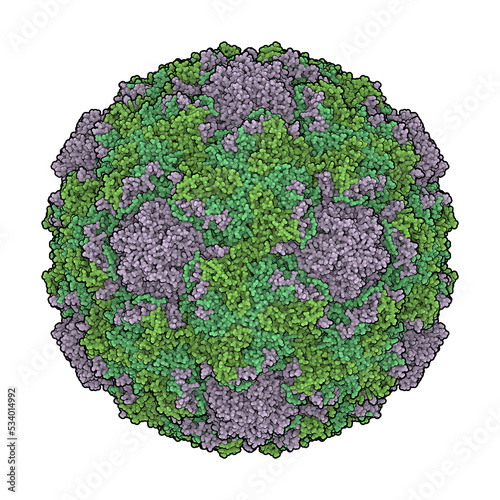 Human Rhinovirus 16. Rhinoviruses are the main cause of the common cold (sore throat, runny nose, coughing, sneezing, nasal congestion, etc). Atomic-level structure. photo