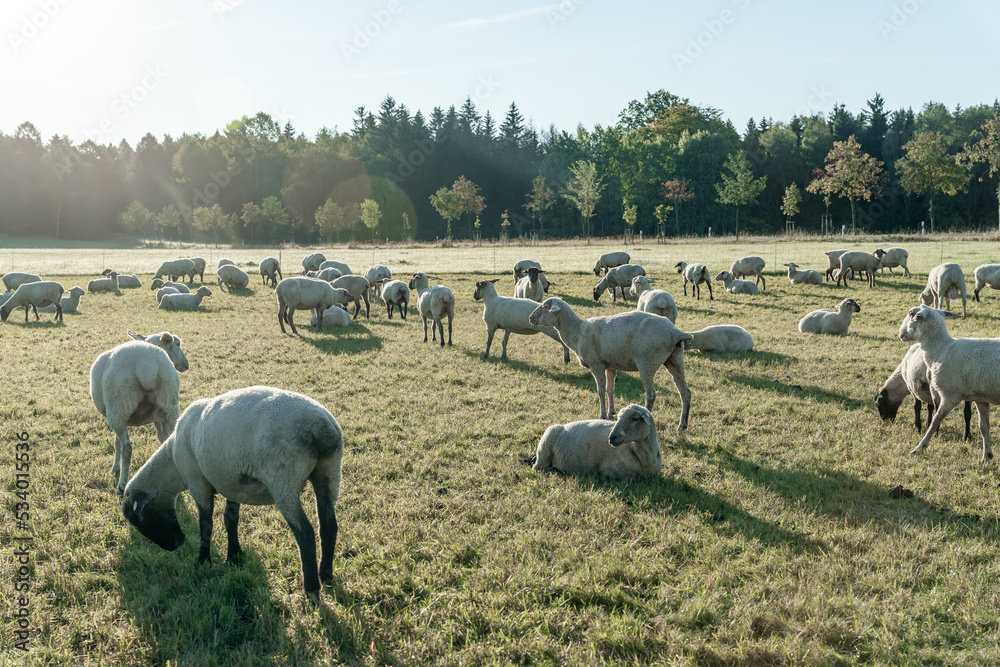 Fototapeta premium Schafherde auf grüner Wiese am frühen Morgen.