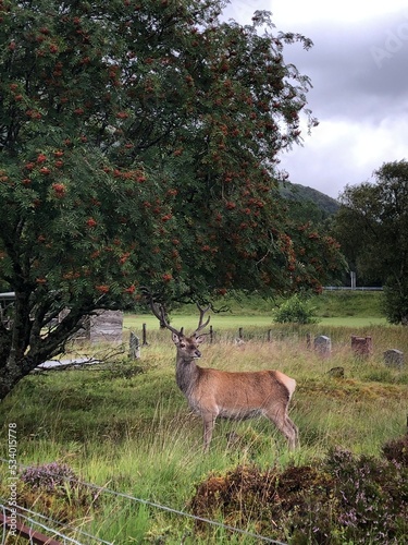 deer in the highlands