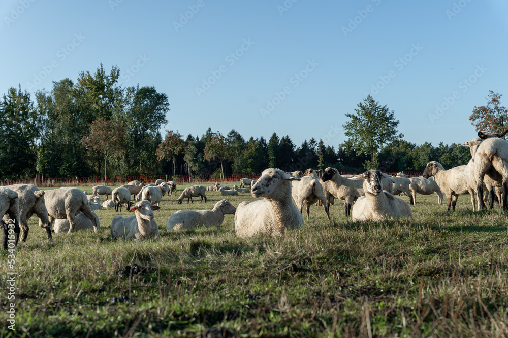 Obraz premium Schafherde auf grüner Wiese am frühen Morgen.