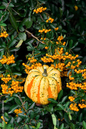 Pumpkins outside in orange berry