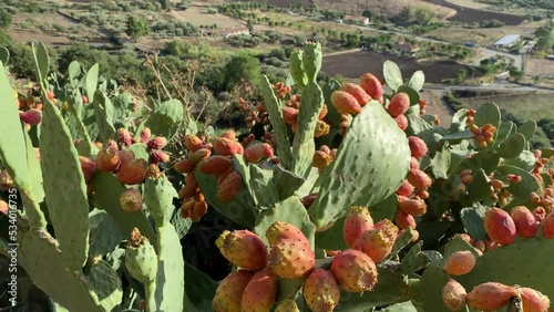 prickly pear fruit in the foreground on the Sperlinga valley in the Province of Enna in Central Sicily