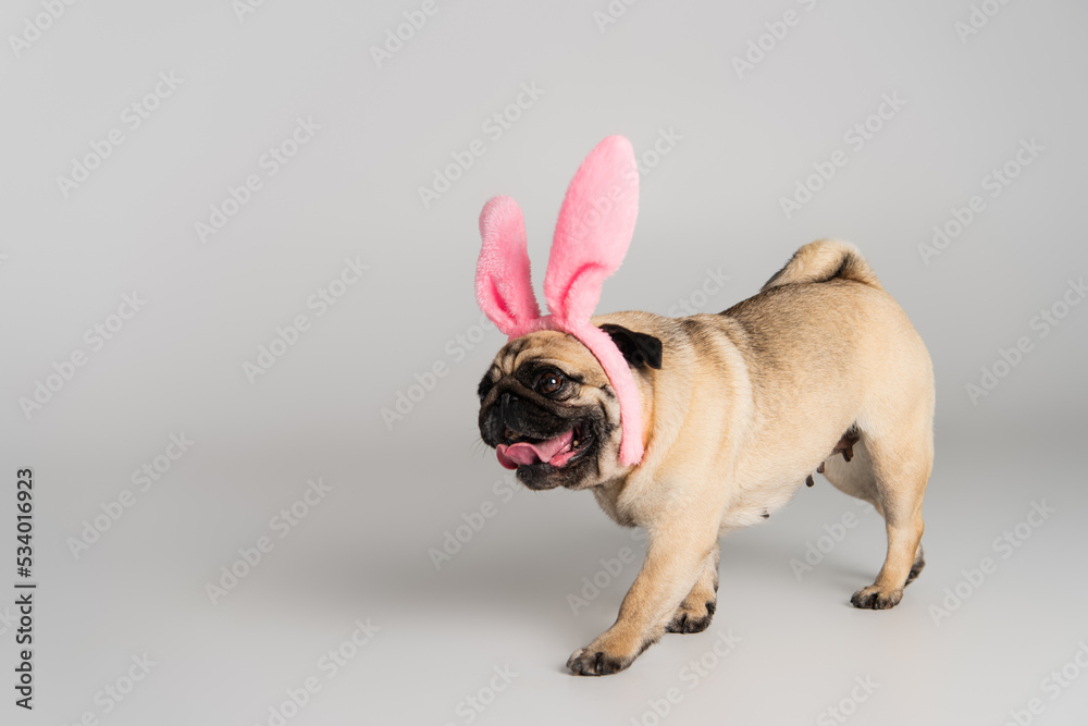 cute pug dog in pink headband with bunny ears walking on grey background.