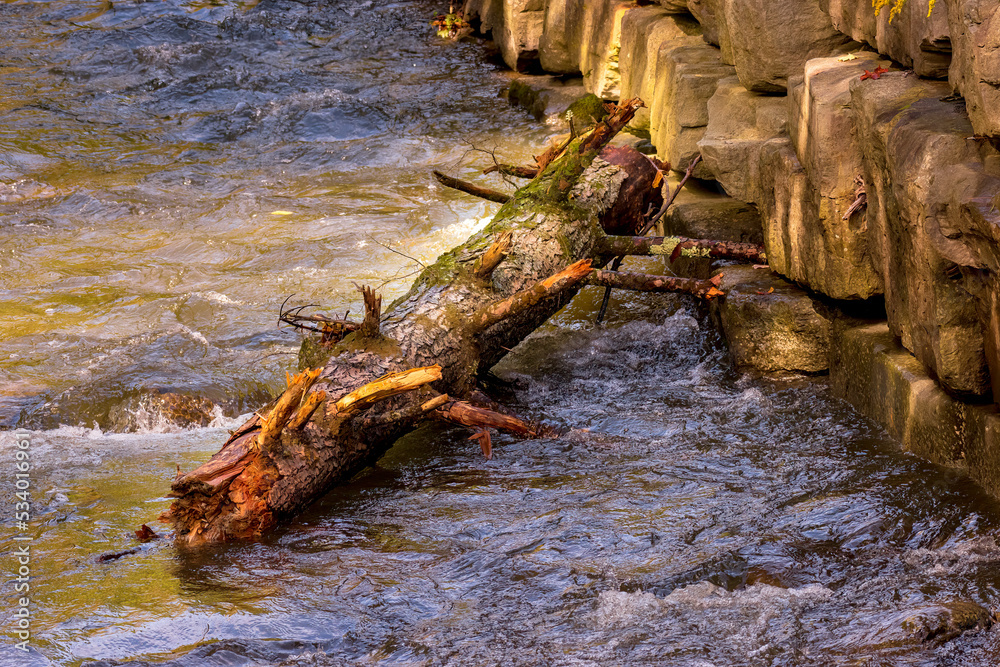 Fototapeta premium A very large dead tree has washed downstream in Sage Creek in Windsor NY during a very heavy rain storm. Swift moving flood waters left this tree high and dry when waters receded here in Upstate NY. 