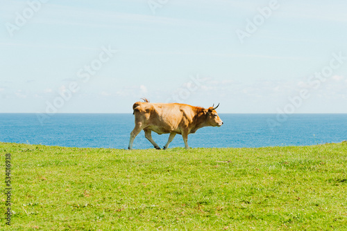 vaca pastando hierba frente al mar