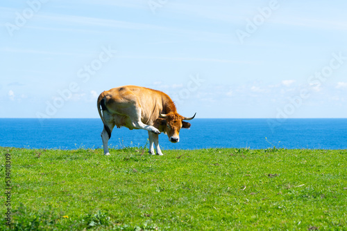 vaca pastando hierba frente al mar 