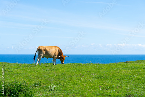 vaca pastando hierba frente al mar 